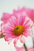 A pink daisy (close-up)