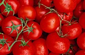 Lots of tomatoes (filling the image)