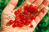 Redcurrants in a hand
