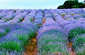 Lavender field