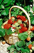 A basket of strawberries