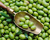 Freshly harvested green olives