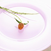 Flower on pink plate