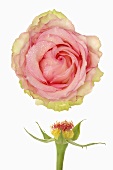 Pink rose (flower and stalk)