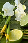 Orchid flower, lime and horsetail