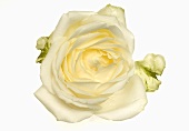 White rose