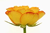 Gelbe Rose mit Wassertropfen