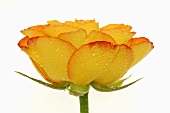 Yellow rose with drops of water