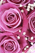 Roses with gypsophila (close-up)