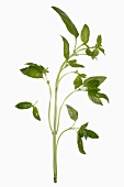 A stalk of basil