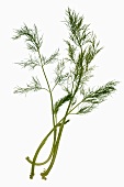 Dill