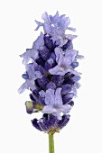 Lavender flowers (close-up)