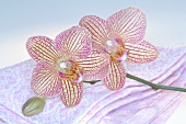 Rosa Orchideenblüten mit Handtuch