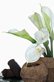 Calla lilies in brown vase