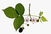 Blackberries on stalk (ripe, unripe and flowers)