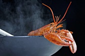 Steaming cooked lobster in bowl