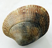 Cockle (close-up)