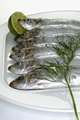 Six sardines in a row, lime, dill