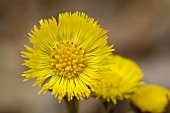 Coltsfoot flowers out of doors