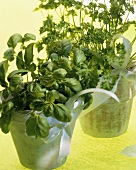 Basil and curled parsley in terracotta pots