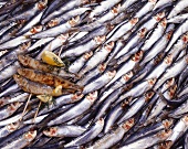 Fried sardines lying on many fresh sardines