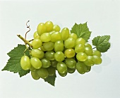 Green grapes with vine leaves
