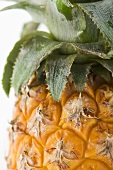 Ananas (Close Up)