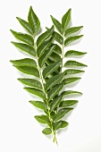 Curry leaves