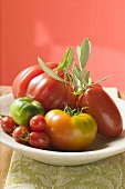 Verschiedene Tomaten mit Olivenzweig auf Teller