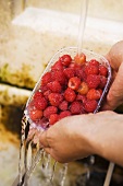 Hands holding punnet of raspberries under running water