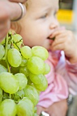 Child eating fresh green grapes