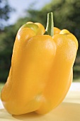 Yellow pepper on table in open air