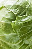 White cabbage with drops of water (detail)