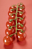 Cherry tomatoes on red background