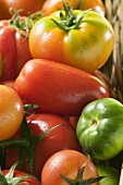 Verschiedene Tomatensorten (Ausschnitt)