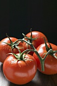 Four tomatoes on the vine with drops of water