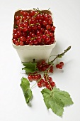 Redcurrants in cardboard punnet and on twig