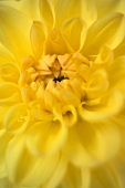 Yellow dahlia (close-up)