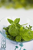 Assorted herbs in glass bowl