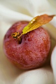 Red plum with leaf