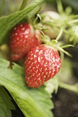 Strawberries on the plant