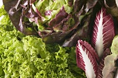 A selection of lettuces and radicchio (detail)
