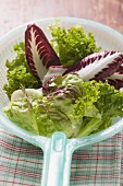 Assorted salad leaves in plastic strainer