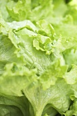Iceberg lettuce (detail)