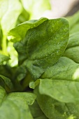 Spinach leaves with drops of water (detail)