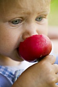 Small child biting into a radish