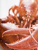 Cooked lobster (detail)