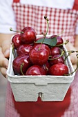 Hands holding cardboard punnet of fresh red cherries
