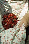 Woman holding fresh cherries in her apron