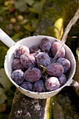Washing plums in strainer at well